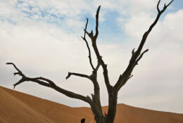 Namibia_August (69/135)